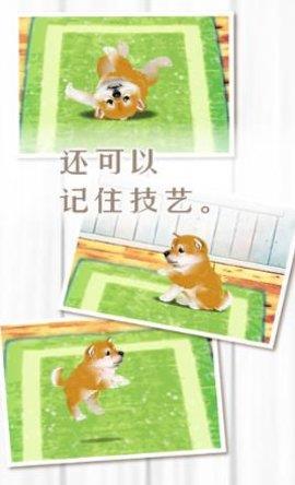 养育柴犬的治愈  v1.0.0图2